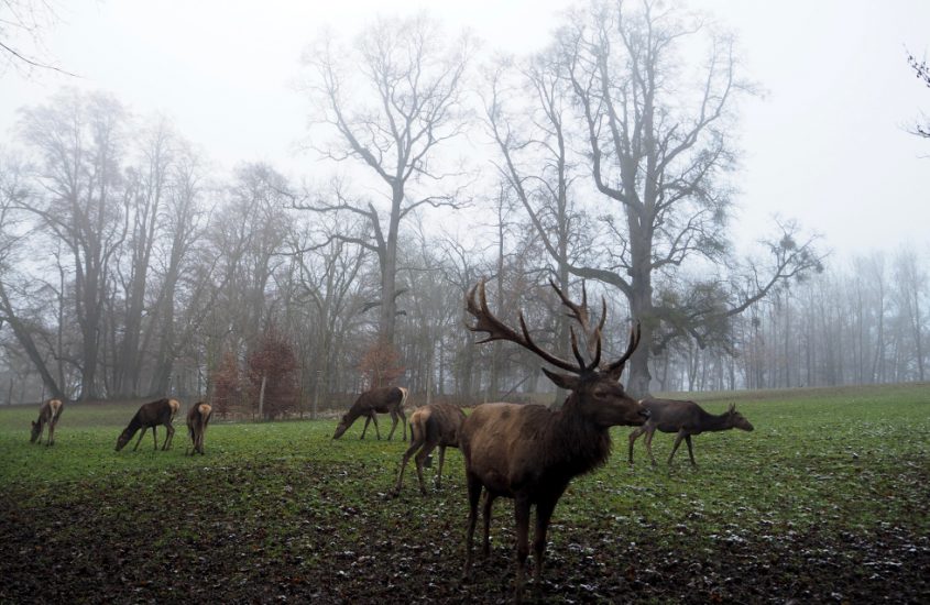 Tierpark Haag.